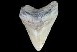 Fossil Megalodon Tooth - North Carolina #91143-2